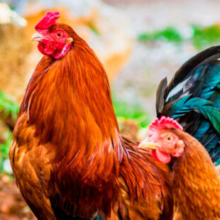 Aves de corral